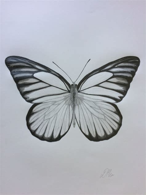 Sketch Of A Butterfly