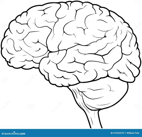 Sketch Of Brain