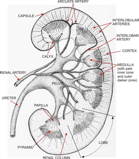 Sketch Of Kidney