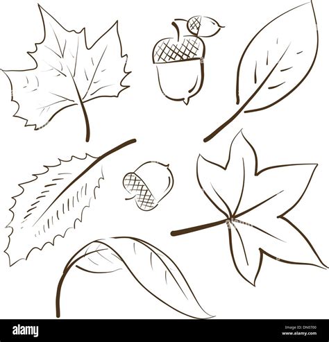 Sketch Of Leaves