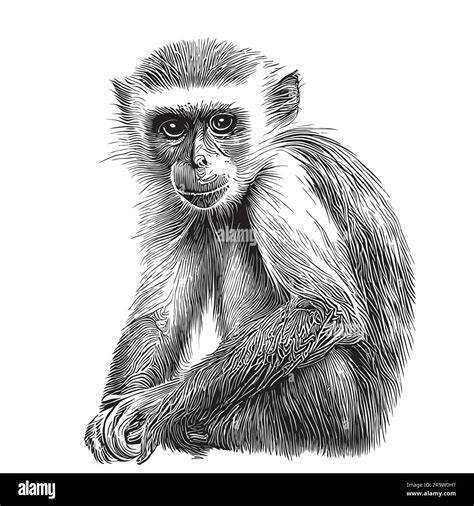 Sketch Of Monkey