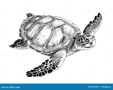 Sketch Of Sea Turtle