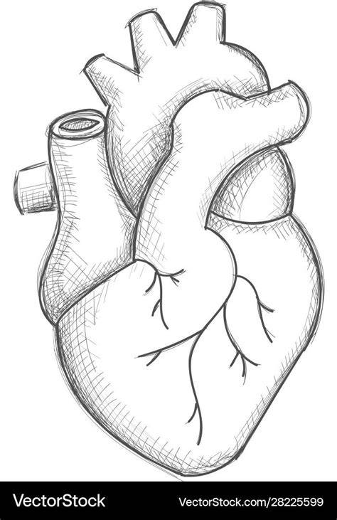 Sketch Of The Heart