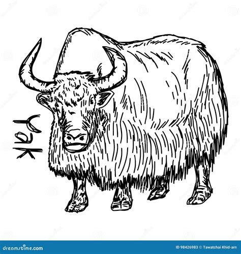 Sketch Of Yak