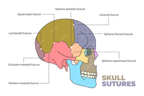 Skull Sutures Anatomy