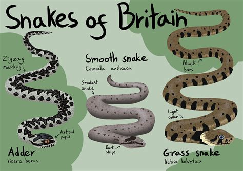 Snakes Native To Uk