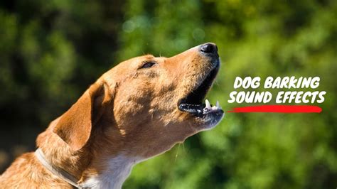 Sound Of Dog