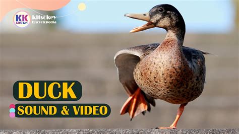 Sound Of Duck
