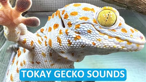 Sound Of Gecko