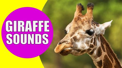 Sound Of Giraffe