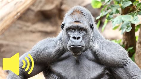Sound Of Gorilla Is Called