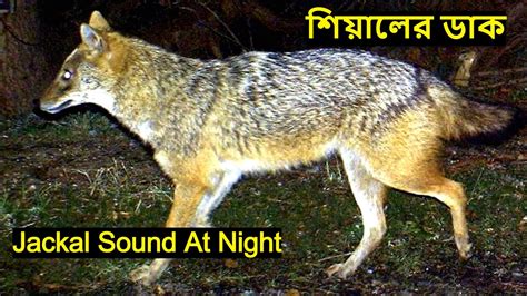 Sound Of Jackal Is Called