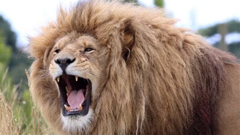 Sound Of Lion