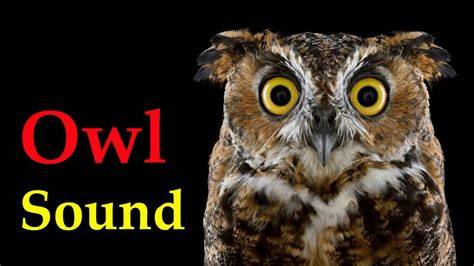 Sound Of Owl