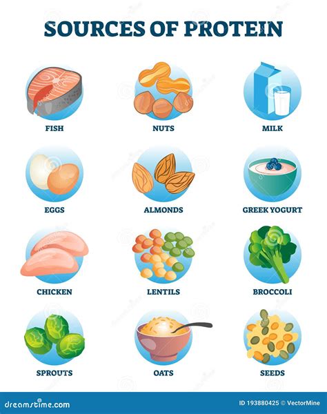Sources Of Protein