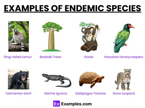 Species Endemic To Florida