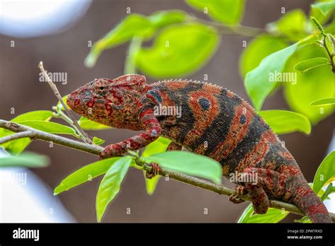 Species Endemic To Madagascar