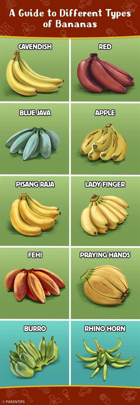 Species Of Banana
