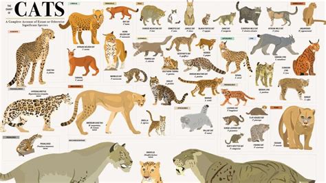 Species Of Cats