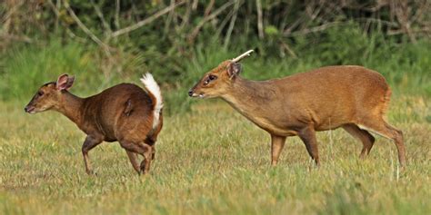 Species Of Deer In Uk