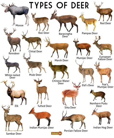 Species Of Deer