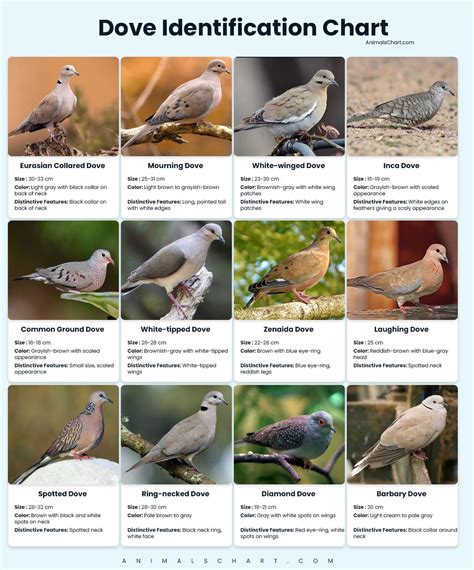 Species Of Doves