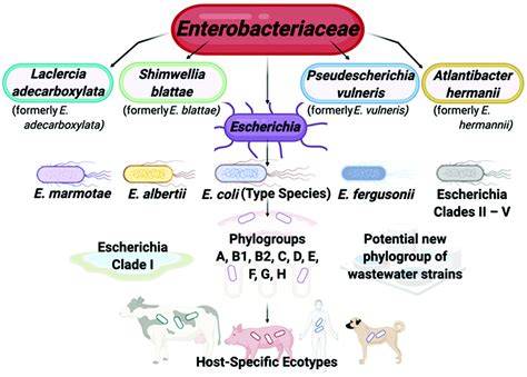 Species Of E Coli