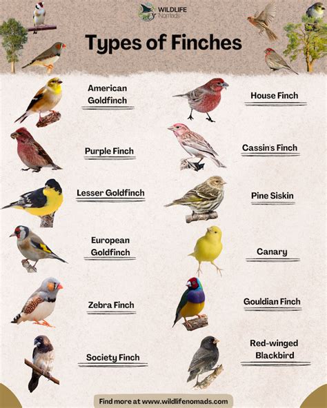 Species Of Finches