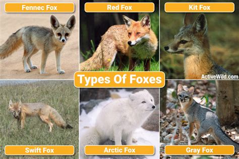 Species Of Fox