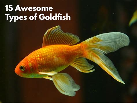 Species Of Goldfish