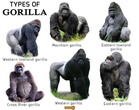 Species Of Gorillas