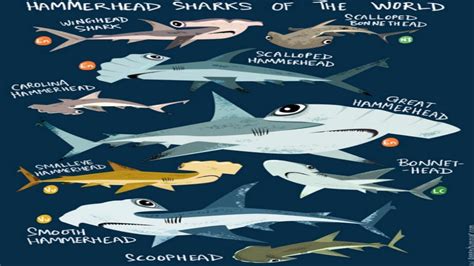 Species Of Hammerhead Shark