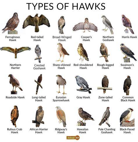 Species Of Hawks
