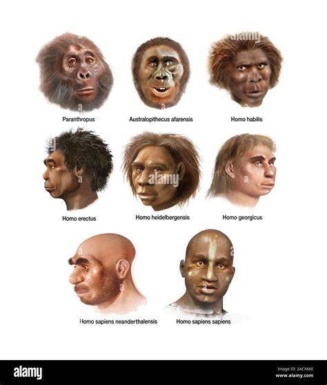 Species Of Humans List