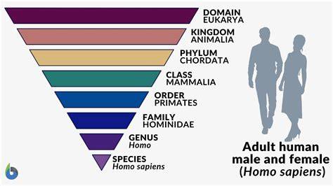 Species Of Humans