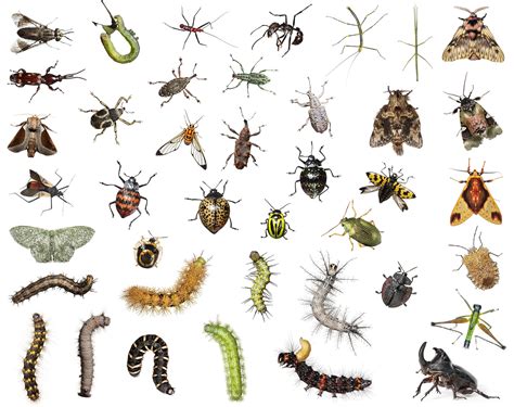 Species Of Insects