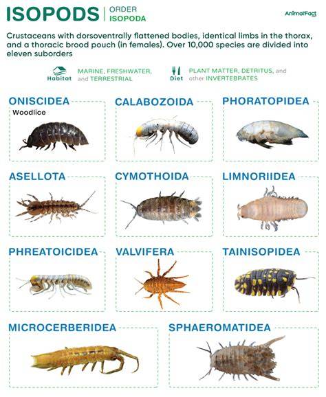 Species Of Isopods
