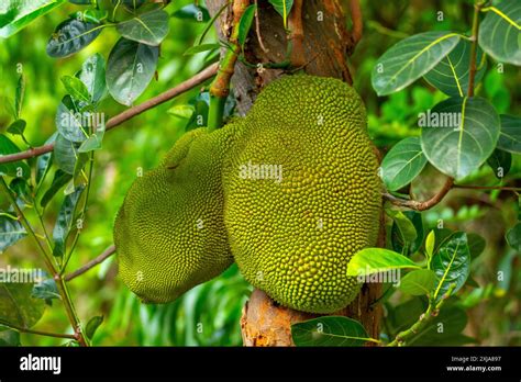 Species Of Jackfruit