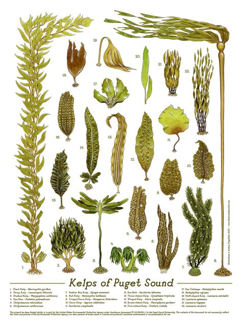 Species Of Kelp