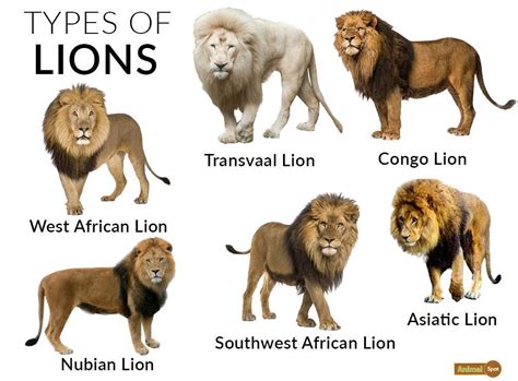Species Of Lions