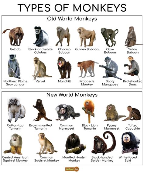 Species Of Monkeys