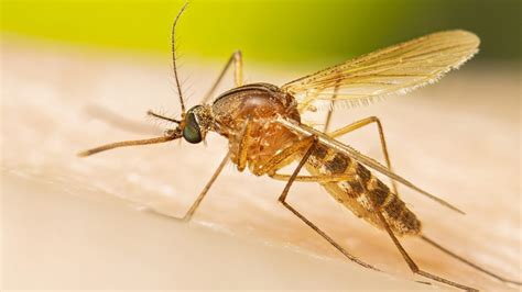 Species Of Mosquitoes