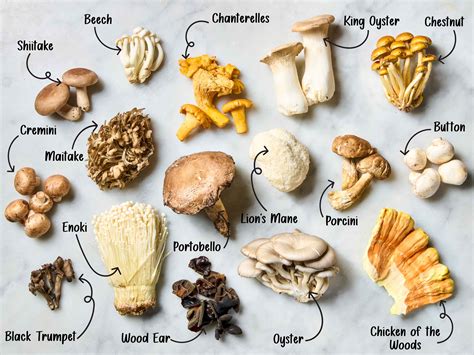 Species Of Mushrooms