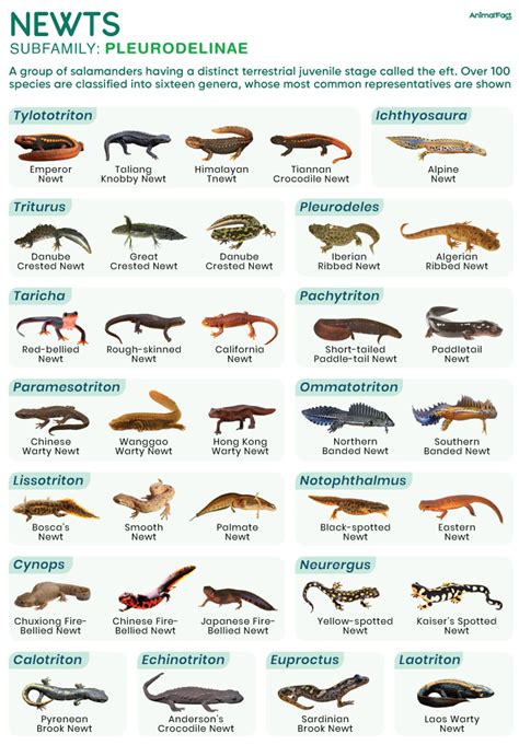 Species Of Newts
