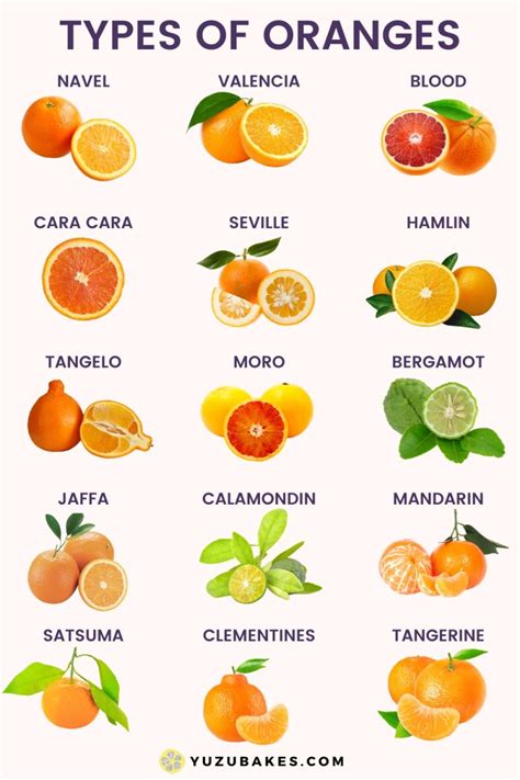 Species Of Oranges