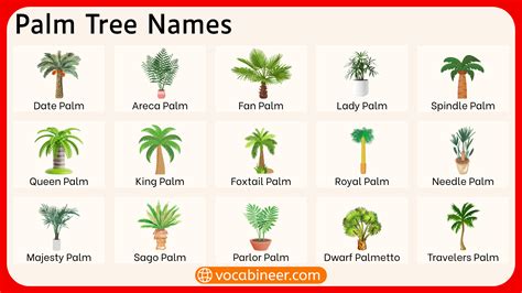Species Of Palm Trees