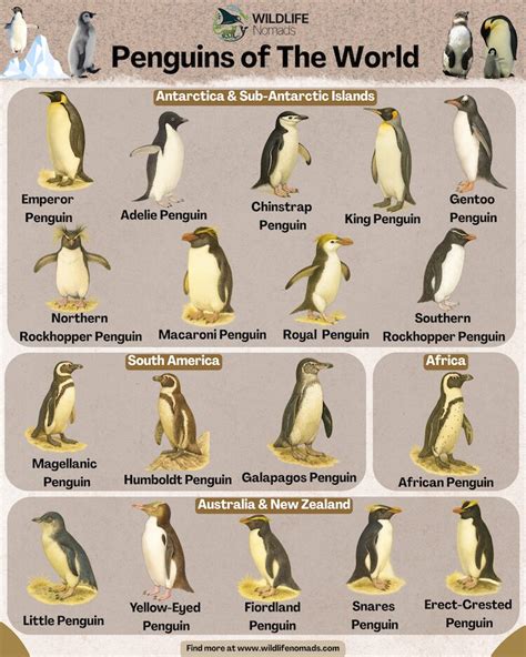 Species Of Penguins