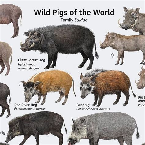 Species Of Pigs