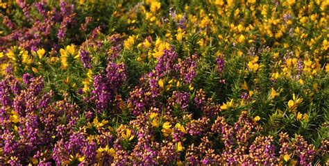 Species Of Plants