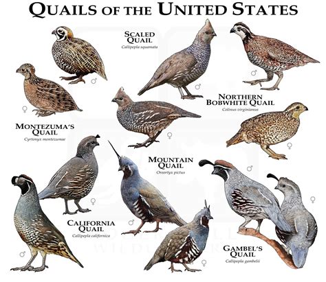 Species Of Quail